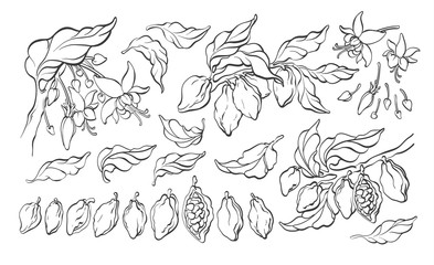 Wall Mural - Cocoa set. Vector elements. Botanical art hand drawn group of isolate