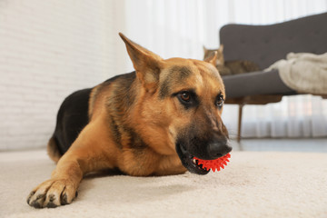 Sticker - German shepherd playing with ball on floor in living room