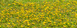 Fototapeta Kosmos - yellow dandelion field nearby, sharp focus centered, blurred around; one dandelion with white fluff; meadow with yellow flowers