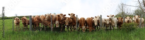 Fotografía Long panoramic row of Charolais steers lined up looking over the fence