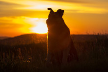 Dog Sitting At Sunset,on The Nature The Dog Sits On The Background Of The Sunset