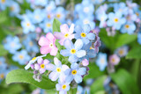 Fototapeta  - Amazing spring forget-me-not flowers as background, closeup view