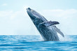 humpback whale breaching in cabo san lucas
