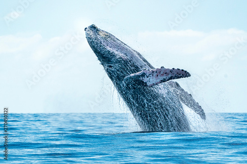 Cuadros en Lienzo humpback whale breaching in cabo san lucas