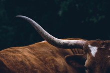 Texas Longhorn Cow On Farm, Shows Detail In Horn Close Up.