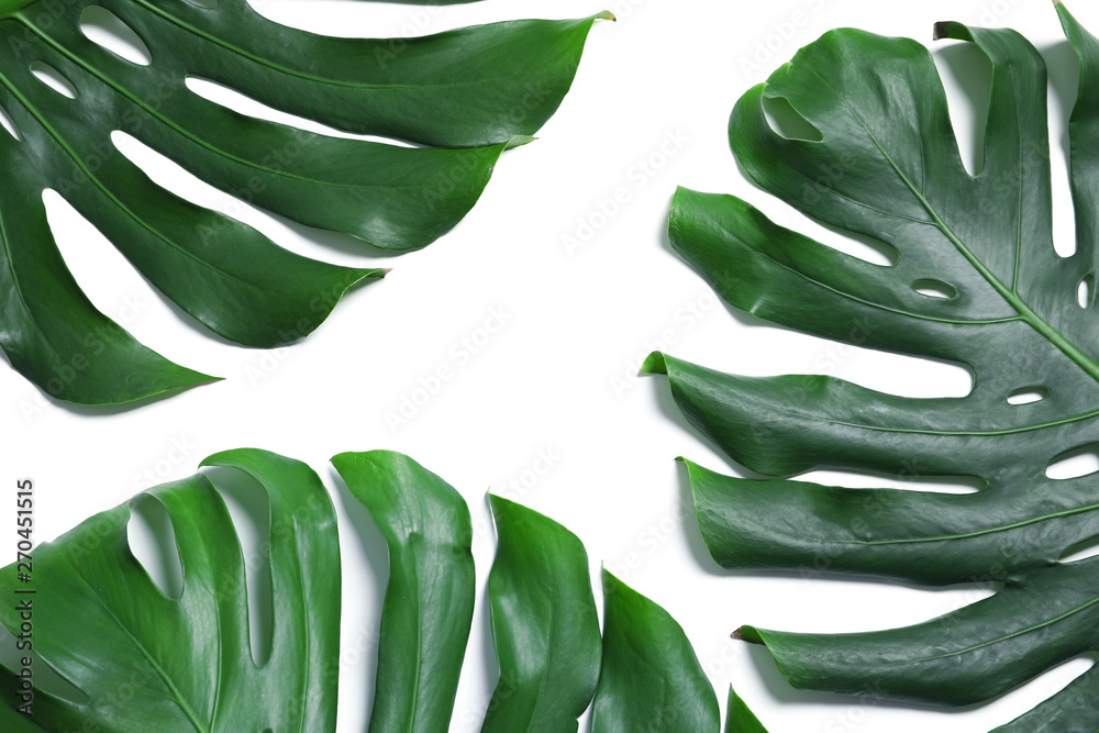 Green fresh monstera leaves on white background, top view. Tropical plant - obrazy, fototapety, plakaty 
