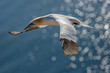 The northern gannet (Morus bassanus)