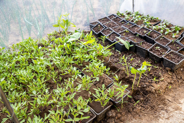 Tomato sprouts in a pot at the homemade greenhouse 2