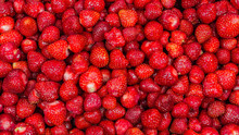 Just Fresh Red Strawberries Without Green Leaves