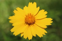 Macro Shot Of A Yellow Wildflower In Texas