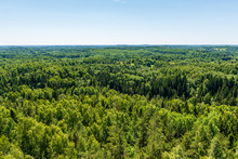 Endless Forests In Summer Dayat Countryside From Above