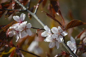 Poster - Pink buds and petals of Japanese cherry blossoms Sakura flowers blooming in the Japanese garden in spring. Macro