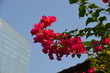 bright red bougainvillea flowers blooming in Thailand against a clean blue sky