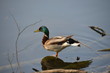 duck drake standing on one leg on a log in the clear blue surface of the lake