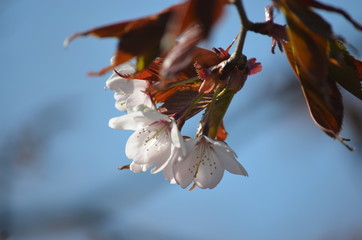 Sticker - Pink buds and petals of Japanese cherry blossoms Sakura flowers blooming in the Japanese garden in spring. Macro