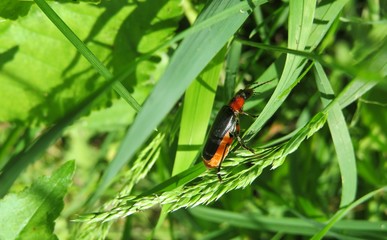 Cantharidae beetle