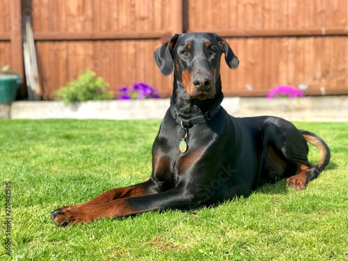 Doberman Black and Tan Poster Mural XXL