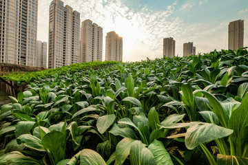 High rise residential areas with rural view