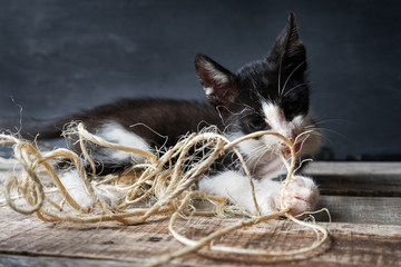 Wall Mural - Adorable kitten playing with natural worsted