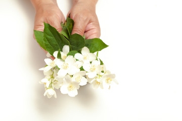 authentic woman hands with white tender jasmine flowers on white background. soft shadows. space for text. cosmetics and skin care for hands.