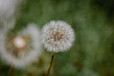 Fototapeta Dmuchawce - Dandelion flower on green background