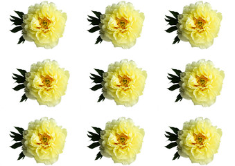 Wall Mural - Isolated yellow peony pattern on a white background.