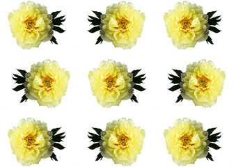Wall Mural - Isolated yellow peony pattern on a white background.