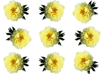 Wall Mural - Isolated yellow peony pattern on a white background.