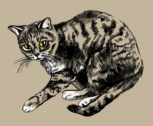 Cute Tabby Kitten . Drawing By Hand In Ink , Woodcut .