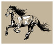 Running horse. Vector freehand drawing , engraving .