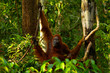 Female orangutan with her baby in the rainforest of borneo 