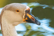 Portrait Of Chinese Goose Close Up
