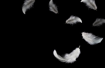 Wall Mural - down feathers. soft white fluffly feathers falling in the air. floating feather. swan feather on bla