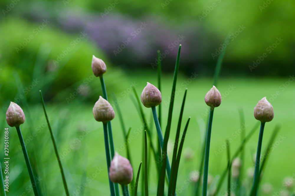 Macro abstract view of unopened flower buds on chive plants