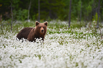 Wall Mural - brown bear (ursus arctos) walks among the cotton grass.