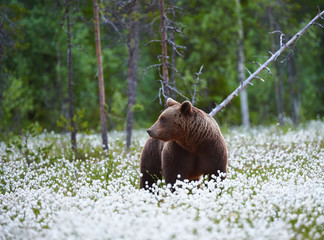 Wall Mural - brown bear (ursus arctos) walks among the cotton grass.