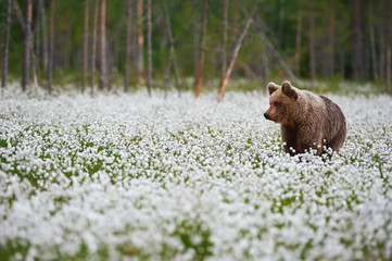 Wall Mural - brown bear (ursus arctos) walks among the cotton grass.
