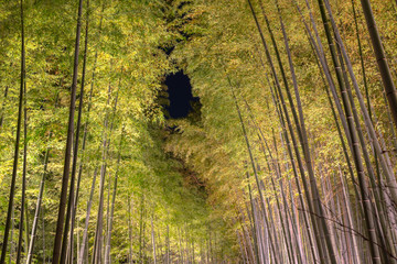 Wall Mural - Arashiyama Bamboo Grove Zen garden light up at night, a natural forest of bamboo in Arashiyama, Kyoto, Japan