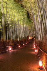 Wall Mural - Arashiyama Bamboo Grove Zen garden light up at night, a natural forest of bamboo in Arashiyama, Kyoto, Japan