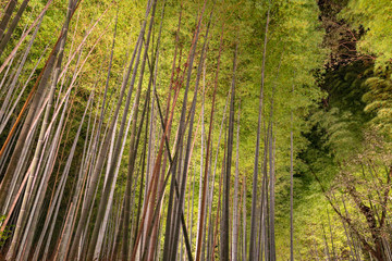 Wall Mural - Arashiyama Bamboo Grove Zen garden light up at night, a natural forest of bamboo in Arashiyama, Kyoto, Japan