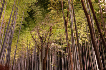 Wall Mural - Arashiyama Bamboo Grove Zen garden light up at night, a natural forest of bamboo in Arashiyama, Kyoto, Japan