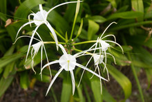Hymenocallis Littoralis White Flowers On Green Blur Background. Beach Spider Lily.