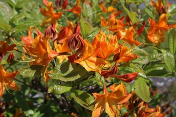 blooming orange azaleas in the spring sunshine
