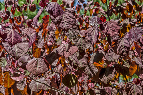 Forest Pansy Redbud Tree Buy This Stock Photo And Explore Similar Images At Adobe Stock Adobe Stock