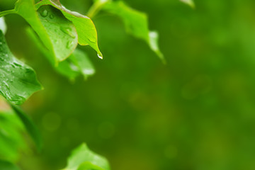 Wall Mural - A drop of rain on a leaf of a tree. Macro. A drop of rain and leaves of a tree on a blurred bokeh background. Nature in the rain. Lilac leaves in spring and summer.