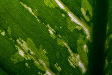 Close - Up Green Leaves Of Dieffenbachia