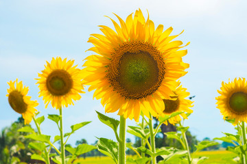 Wall Mural - Sunflowers blooming  on blue sky background ,fresh & daylight summer concept.