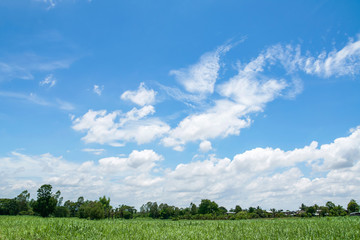 Wall Mural - blue sky with white clouds and farm land