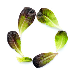 Sticker - Fresh red lettuce leaves isolated on white background. Pattern with salad leaves.