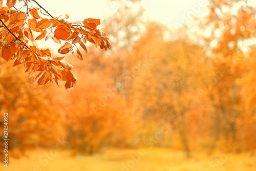 Autumn Forest Landscape Background Fall Autumnal Nature Forest Background With Golden Leaves Banner Copy Space Stock Photo Adobe Stock